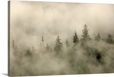 Tips Of Coniferous Trees In Mist, Vancouver Island, British Columbia, Canada