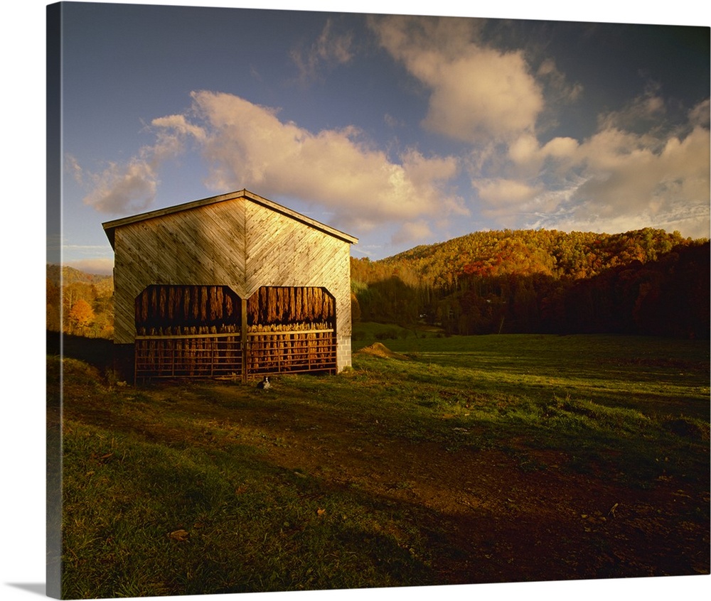 Tobacco barn in a rural Autumn setting with curing Burley tobacco hanging inside