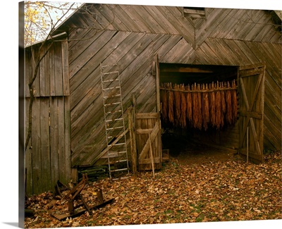 Tobacco barn in a rural Autumn setting with curing Burley tobacco hanging inside