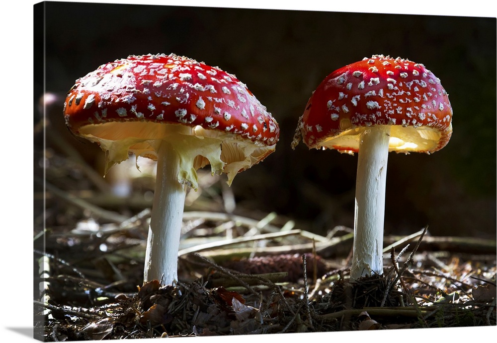 Close-up of toxic mushrooms, amanita muscaria, dramatically illuminated by sunlight, Grainau, Bavaria, Germany.