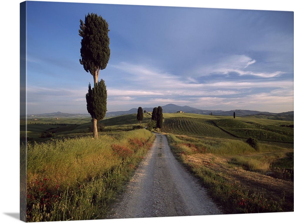 Looking Down Track Lined With Cypress Trees At Dusk To Old Farmhouse On Hill Near Pienza, Val 'orcia, Tuscany, Italy.