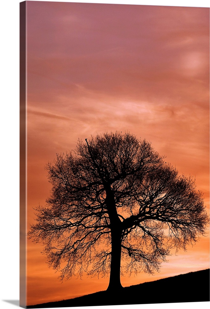 Tree Against A Sunset Sky, Nottinghamshire, England