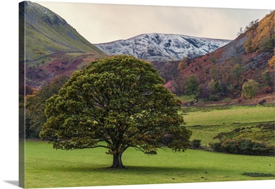 Tree In The Colorful Landscape Of The English Lake District As Winter Approaches