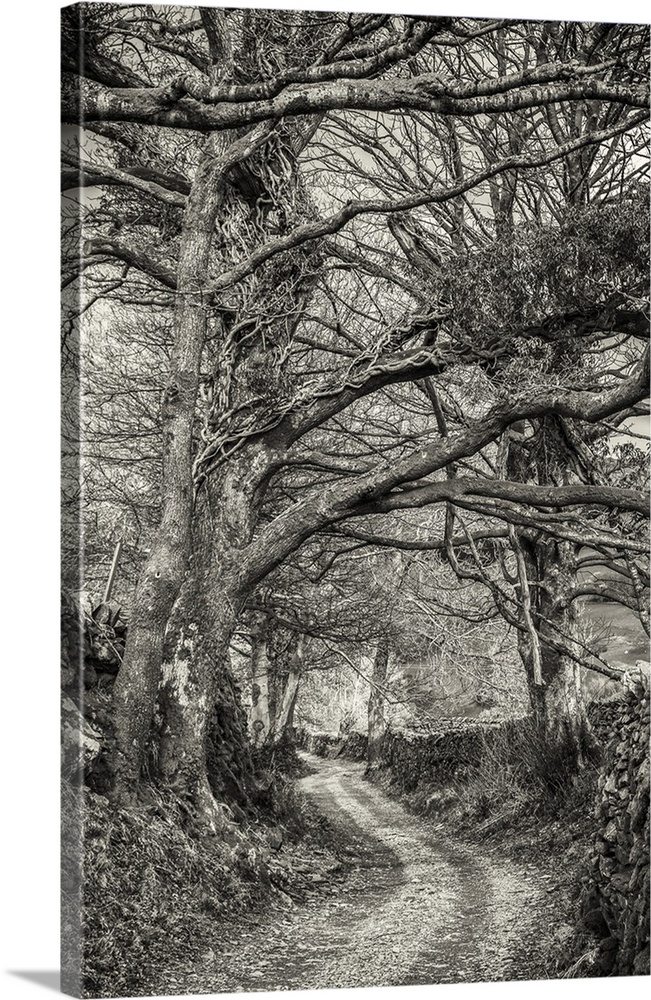 Tree Lined Country Lane In The English Lake District In Black And White; Cumbria, England