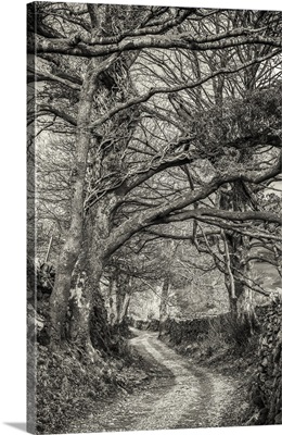 Tree Lined Country Lane In The English Lake District; Cumbria, England