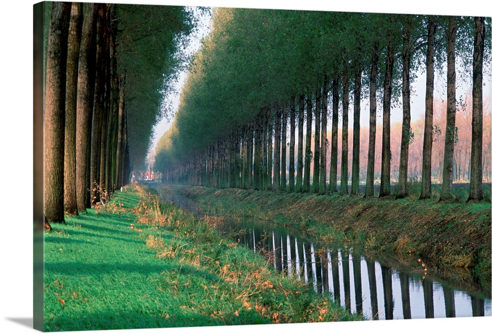 Tree Lined Road, From Brugge To Damme, Belgium
