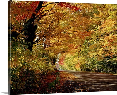 Tree-Lined Road In The Fall