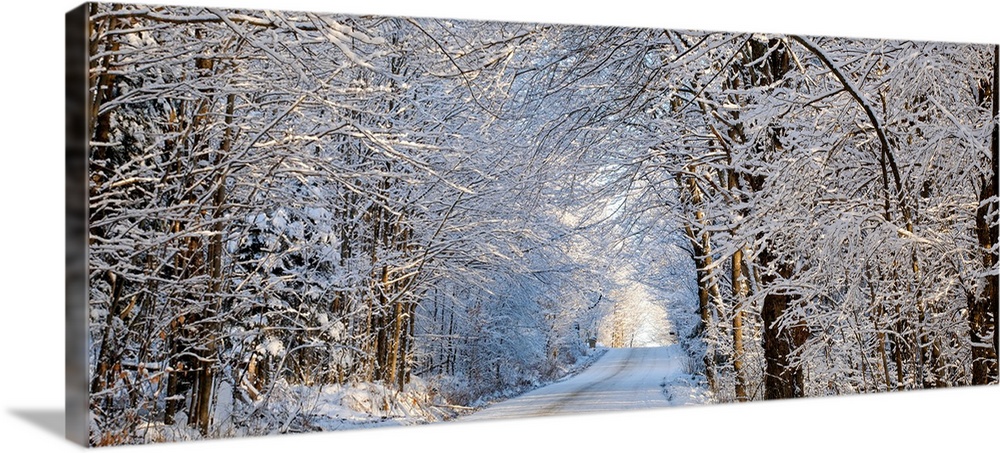 Tree Lined Road In Winter; East Hill, Quebec, Canada