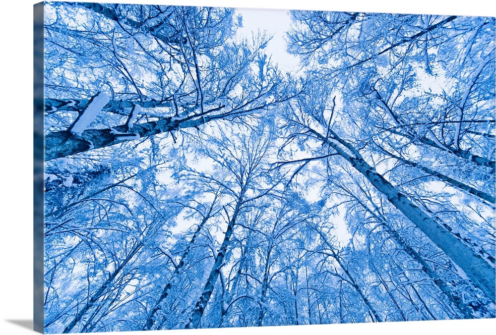 Tree top abstract of a snow covered Birch forest, winter, Anchorage, Alaska, USA.