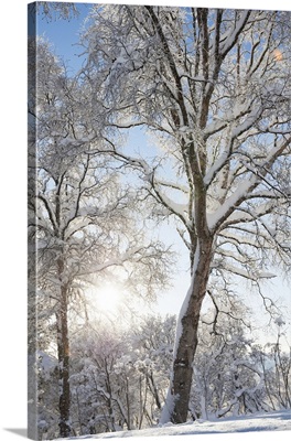 Trees Covered In Snow And Hoarfrost Back lit By The Sunlight; Alaska