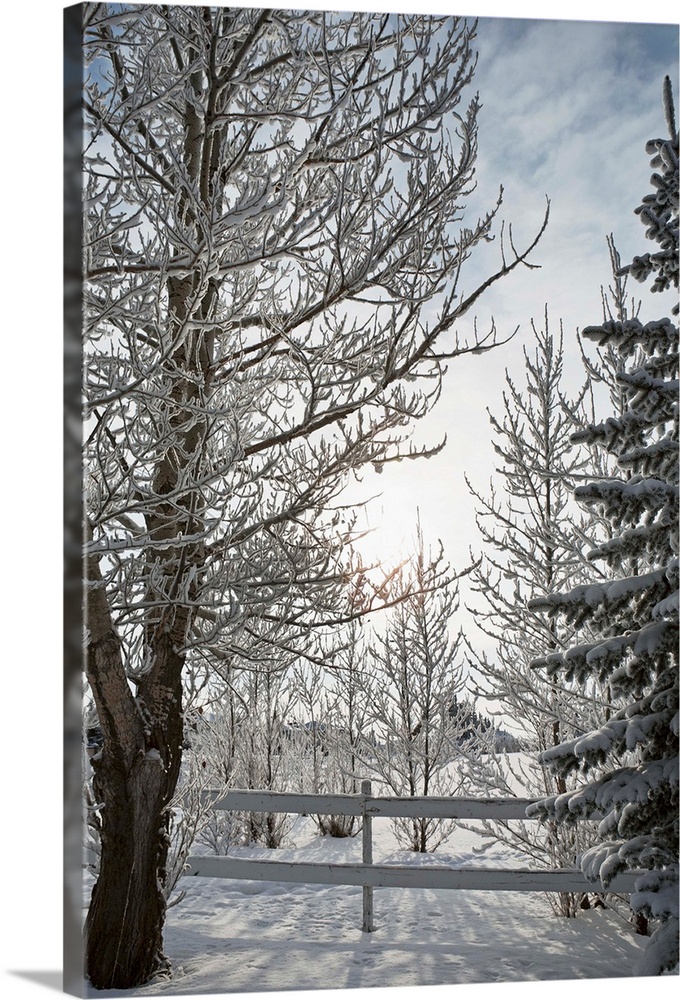 Trees Covered With Snow And Frost; Calgary, Alberta, Canada