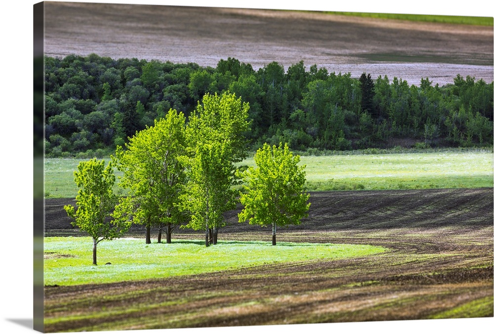 A group of trees in a grassy field surrounded by soil and a row of trees in the background, West of High River, Alberta, C...