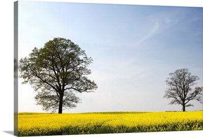 Trees In A Rapeseed Field, Yorkshire, England