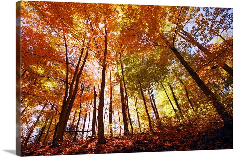 Trees In Autumn | Great Big Canvas