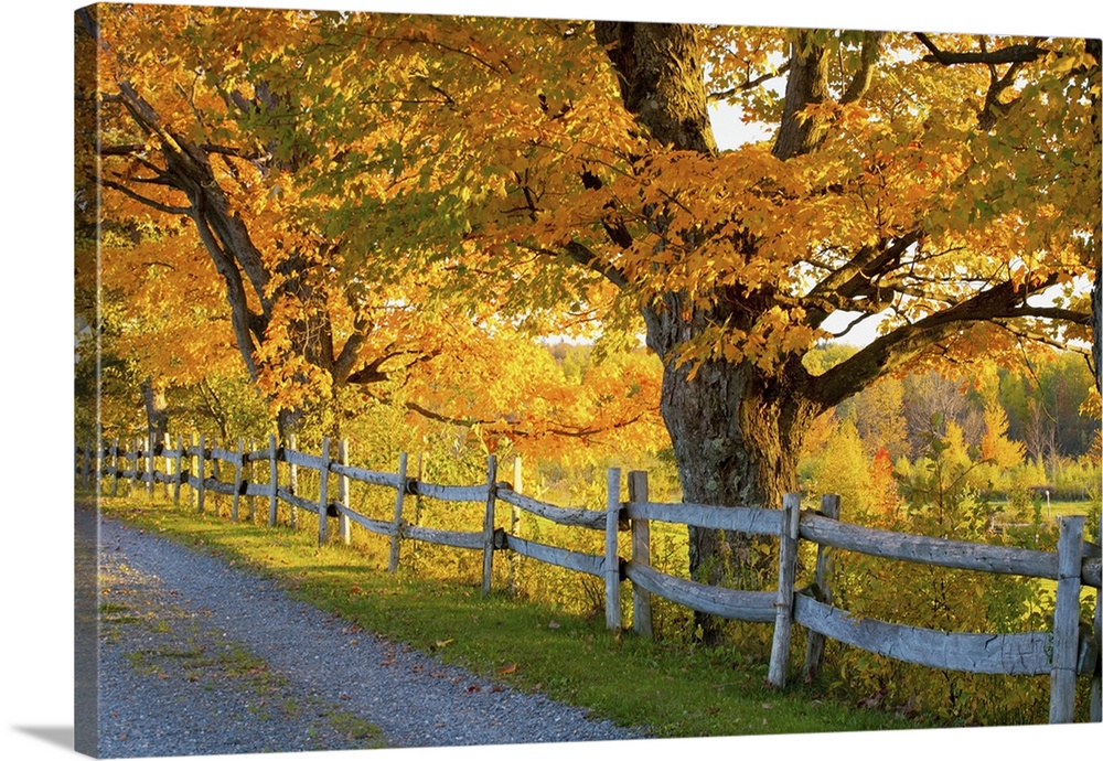 Trees In Autumn And A Fence Lined Road; Lawrenceville, Quebec, Canada