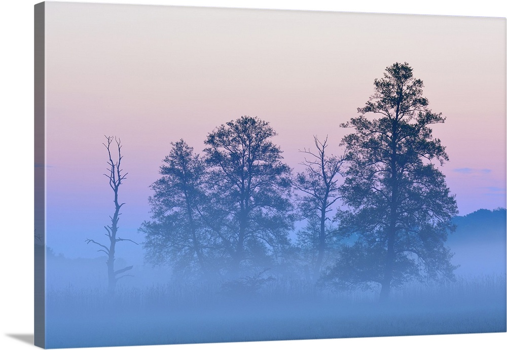 Trees (Black alder) in morning mist, Nature Reserve Moenchbruch, Moerfelden-Walldorf, Hesse, Germany, Europe