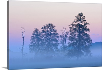 Trees In Morning Mist, Nature Reserve Moenchbruch, Moerfelden-Walldorf, Hesse, Germany