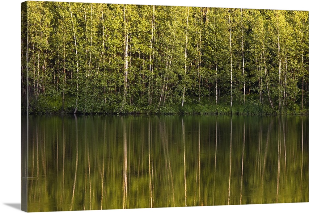 Trees Reflected In The Water; Foster, Quebec, Canada
