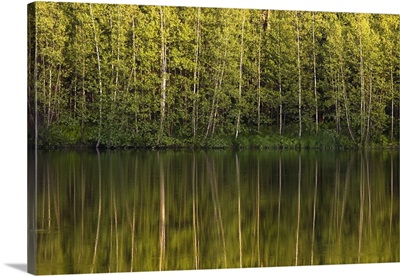 Trees Reflected In The Water; Foster, Quebec, Canada