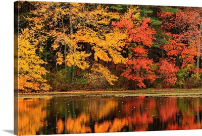 Trees with autumn foliage reflected in a pond; Concord, Massachusetts.