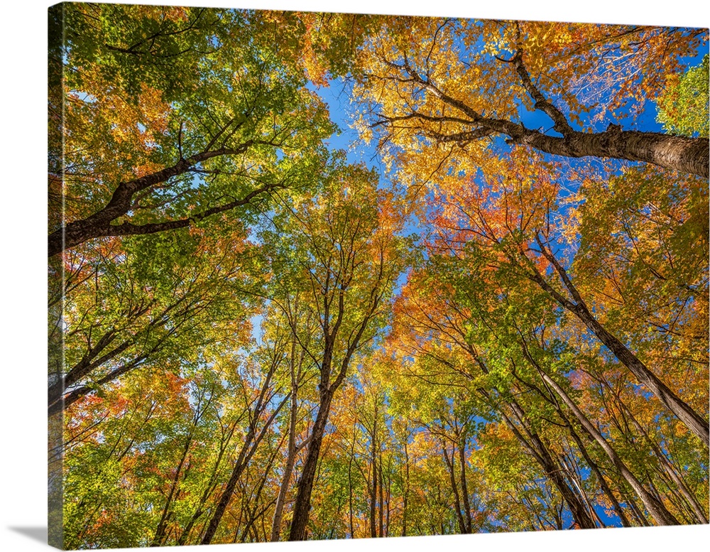 Treetops with autumn coloured foliage and a blue sky; Huntsville, Ontario, Canada.