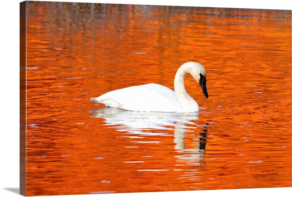 Trumpeter Swan in the sunset-it water of Potter Marsh, Anchorage, Alaska