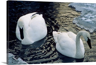 Trumpeter Swans Swim in Ice Covered Pond Alaska
