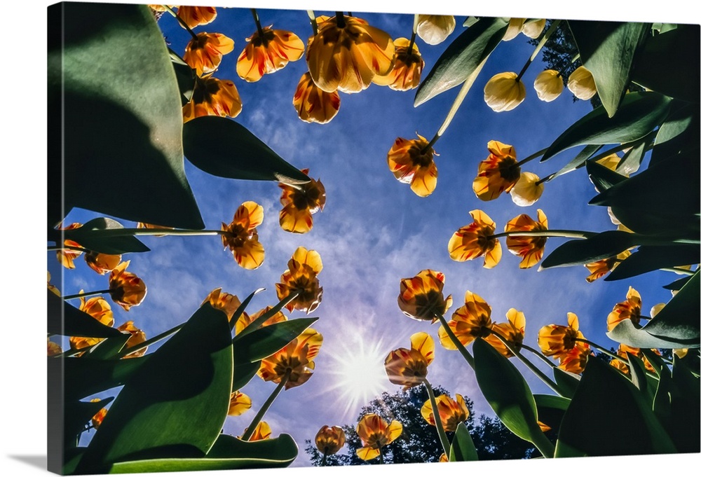 Tulip bed (Tulipa) in bloom against a blue sky with sunburst, New York Botanical Garden; Bronx, New York, United States of...