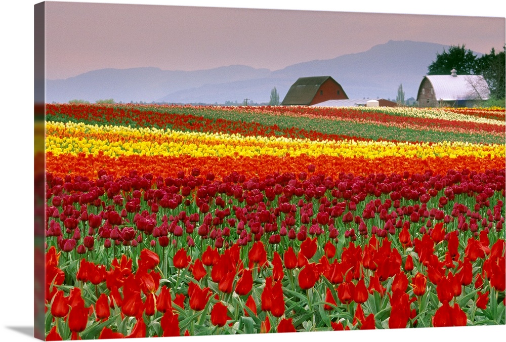 Tulip Fields In Skagit Valley, Washington State, Usa
