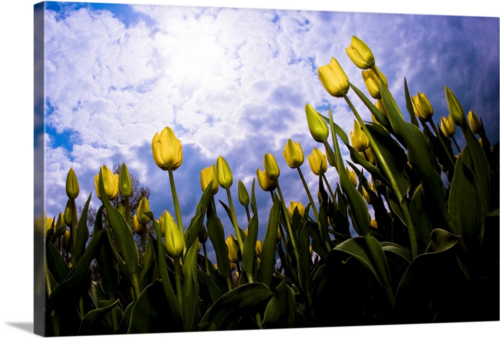 Tulips And Sky