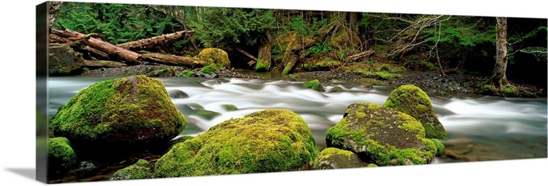 Tunnel Creek, Olympic National Forest, Washington, USA | Great Big Canvas