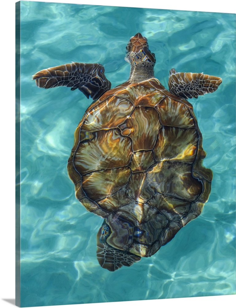 Turtle swimming in the crystal clear, turquoise water of the Caribbean; Caribbean