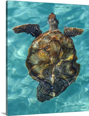Turtle Swimming In Water Of The Caribbean