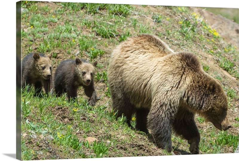 Twin Grizzly Bear Cubs Follow Their Mother In Yellowstone National Park ...