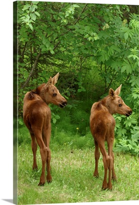 Twin Moose Calves In Backyard Alaska, Anchorage