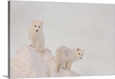 Two Arctic Foxes On Top Of A Large Chunk Of Ice, Churchill, Manitoba, Canada