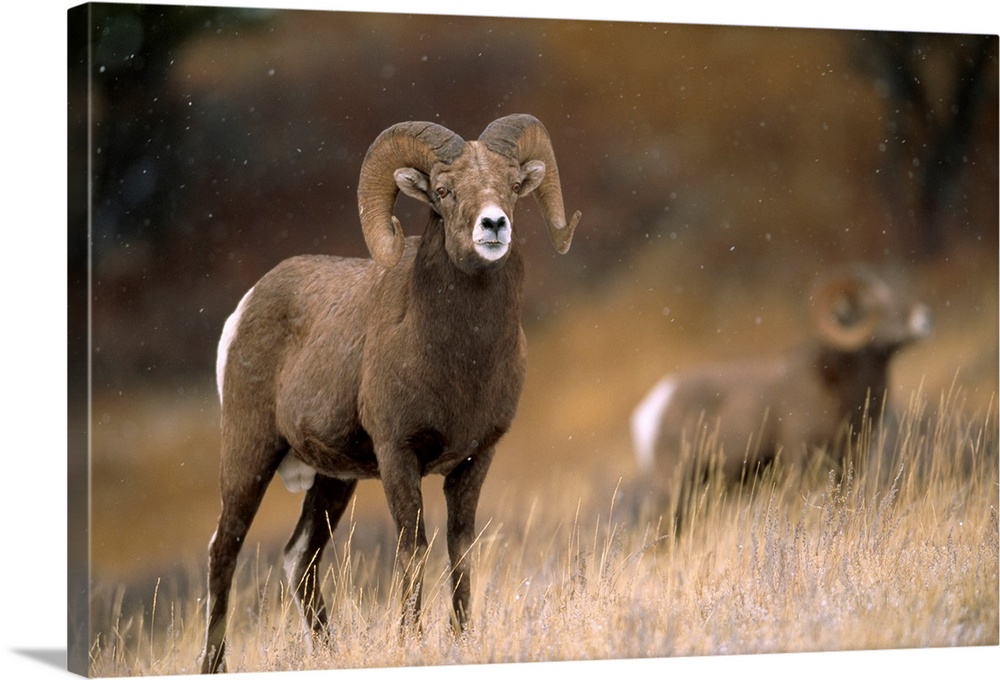 Two bighorn rams (ovis canadensis). Augusta, Montana, united states of America.