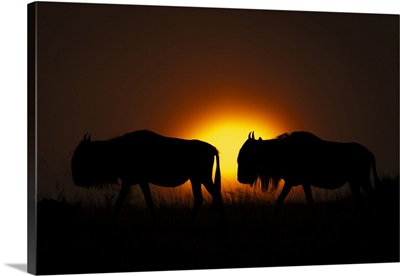 Two Blue Wildebeest Crossing Horizon At Sunset, Serengeti, Tanzania, Africa