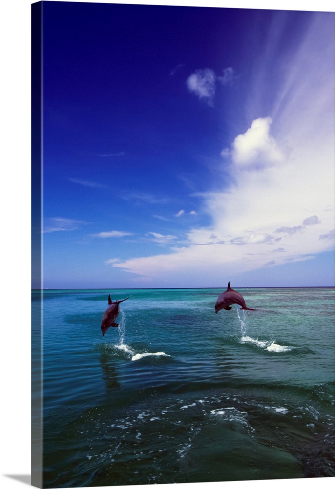 Two Bottlenose Dolphins Leaping Out Of Water, Caribbean Sea