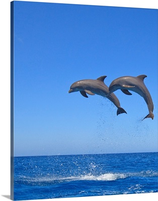 Two Bottlenose Dolphins (Tursiops Truncatus) Jumping In The Sea, Roatan, Honduras