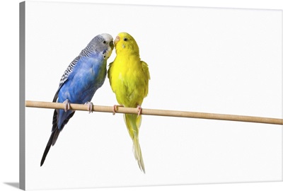 Two Budgies On A Perch