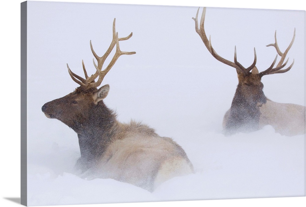 Two Bull Elk Lying In Deep Snow, Southcentral Alaska