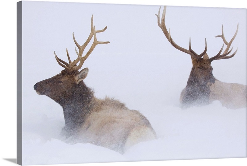 Two Bull Elk Lying In Deep Snow, Southcentral Alaska | Great Big Canvas