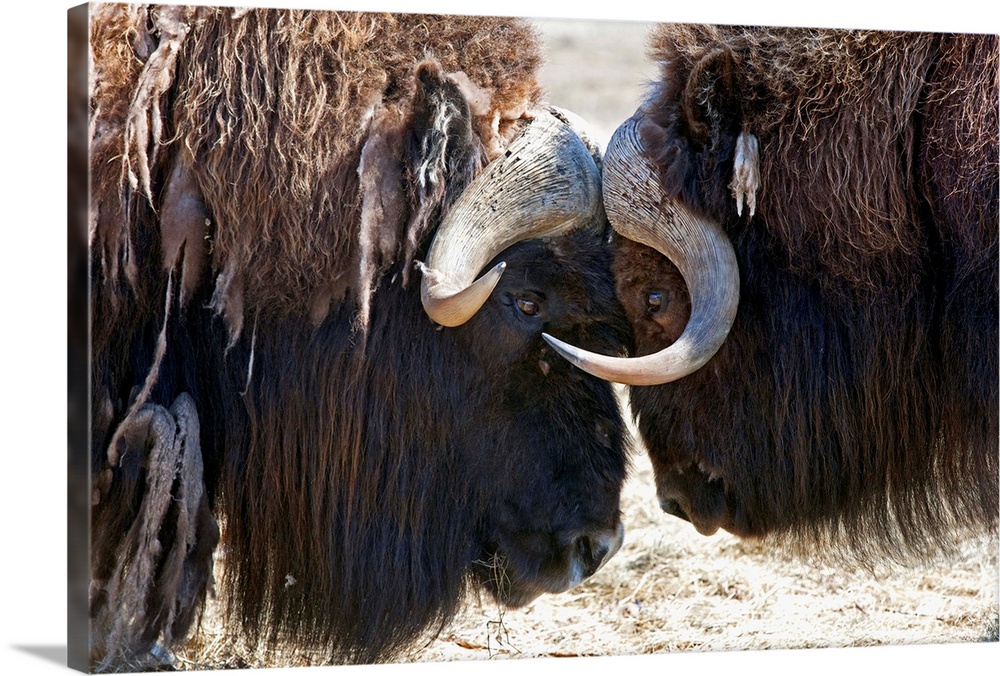 Two Bull Musk-Oxen Standing Face To Face, Southcentral Alaska