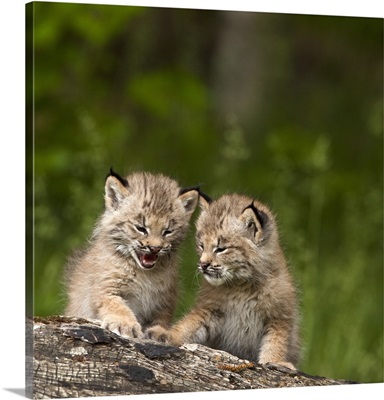 Two Canada Lynx Kittens Playing On A Log; Canmore, Alberta, Canada