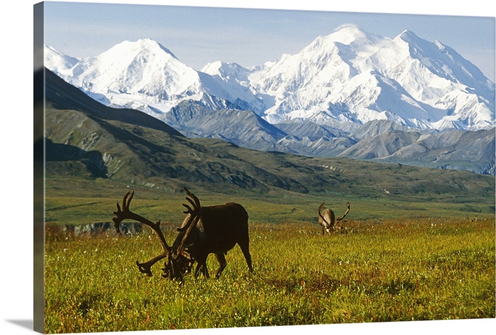 Two caribou feeding on tundra with Mt. McKinley  and Alaska range in the background, Denali National Park, Interior Alaska