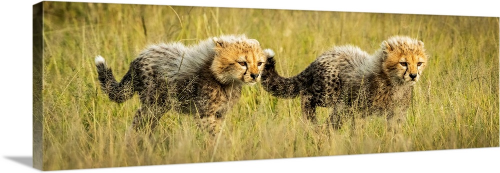 Panorama of two cheetah cubs (acinonyx jubatus) walking together, Grumeti Serengeti tented camp, Serengeti national park, ...