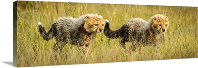 Two Cheetah Cubs Walking, Grumeti Serengeti Camp, Serengeti National Park, Tanzania