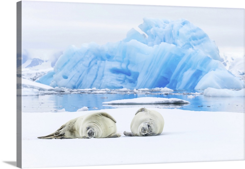 Two Crabeater Seals lying on an ice floe in Grandidier Channel, Antarctica.