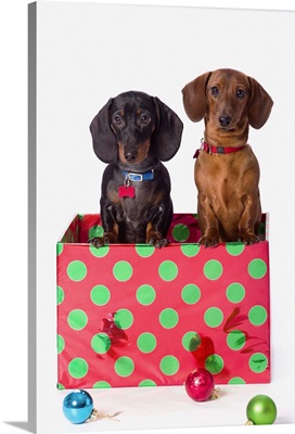 Two Dachshund Puppies Inside A Polka Dot Christmas Gift Box